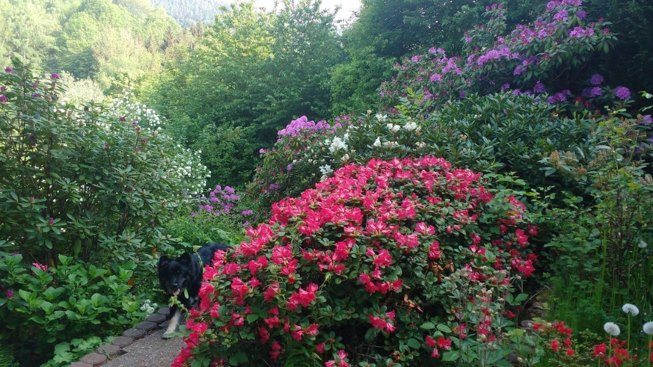 Ferienwohnung Rhododendron - Natur Pur Am Highwalk Rotenburg an der Fulda Esterno foto