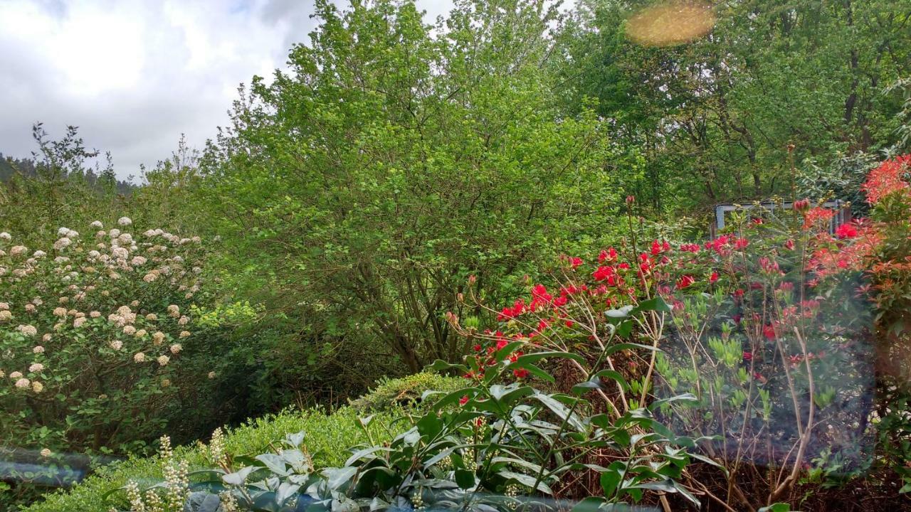 Ferienwohnung Rhododendron - Natur Pur Am Highwalk Rotenburg an der Fulda Esterno foto